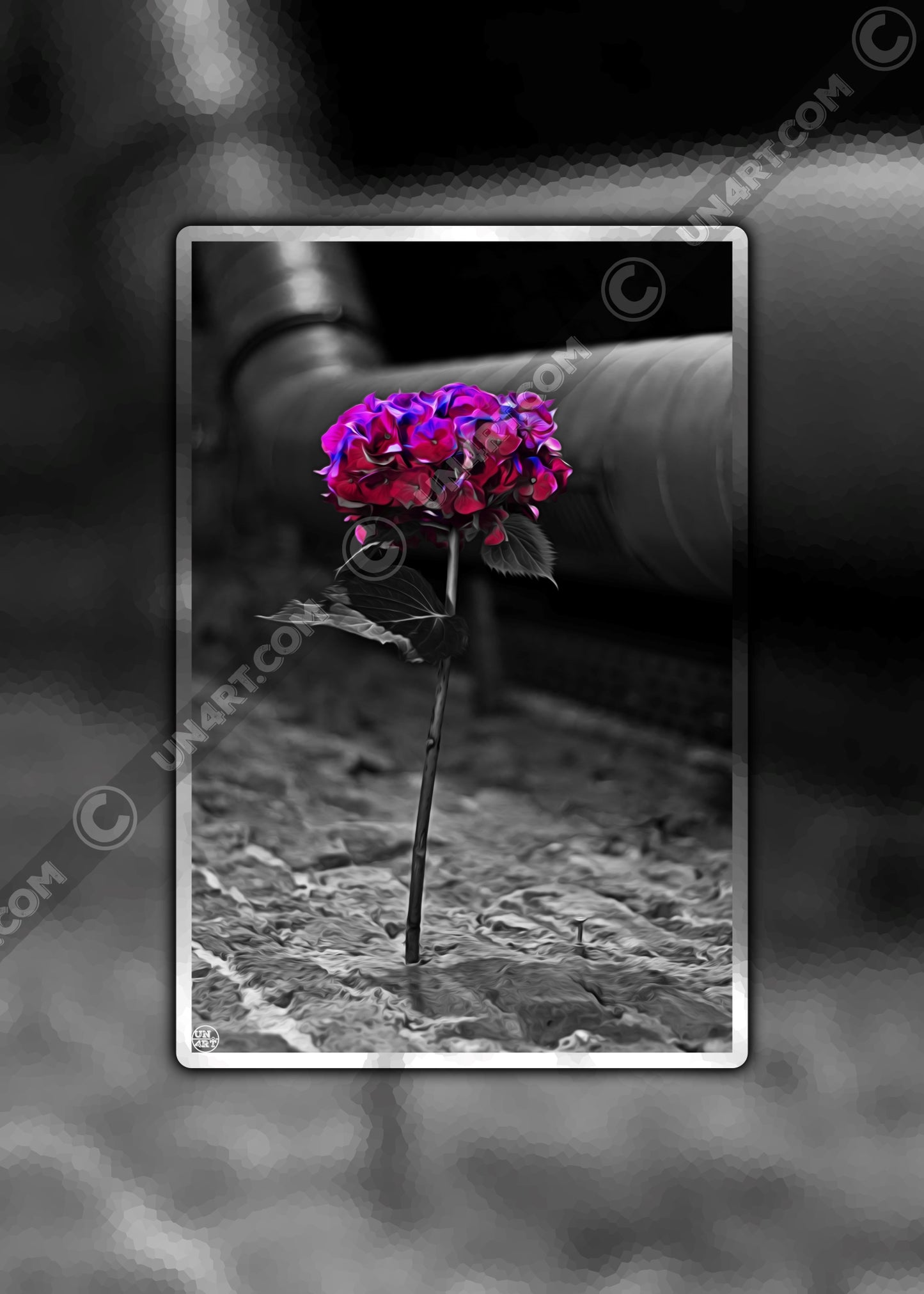 un4rt - the picture shows an edited photo. most of the picture is black and white. the main element is a hydrangea. the flowers of the hydrangea are coloured. the colours are blue and purple. the background is very blurred and only dimly visible. the picture was taken at the maze-club in berlin.