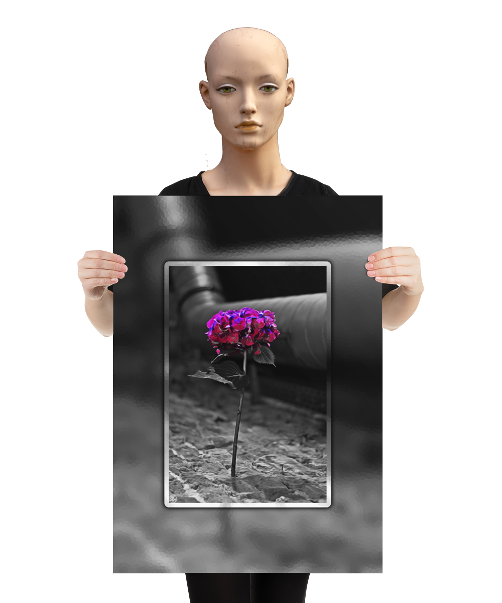 un4rt - the picture shows an edited photo. most of the picture is black and white. the main element is a hydrangea. the flowers of the hydrangea are coloured. the colours are blue and purple. the background is very blurred and only dimly visible. the picture was taken at the maze-club in berlin. the picture is presented by a mannequin.