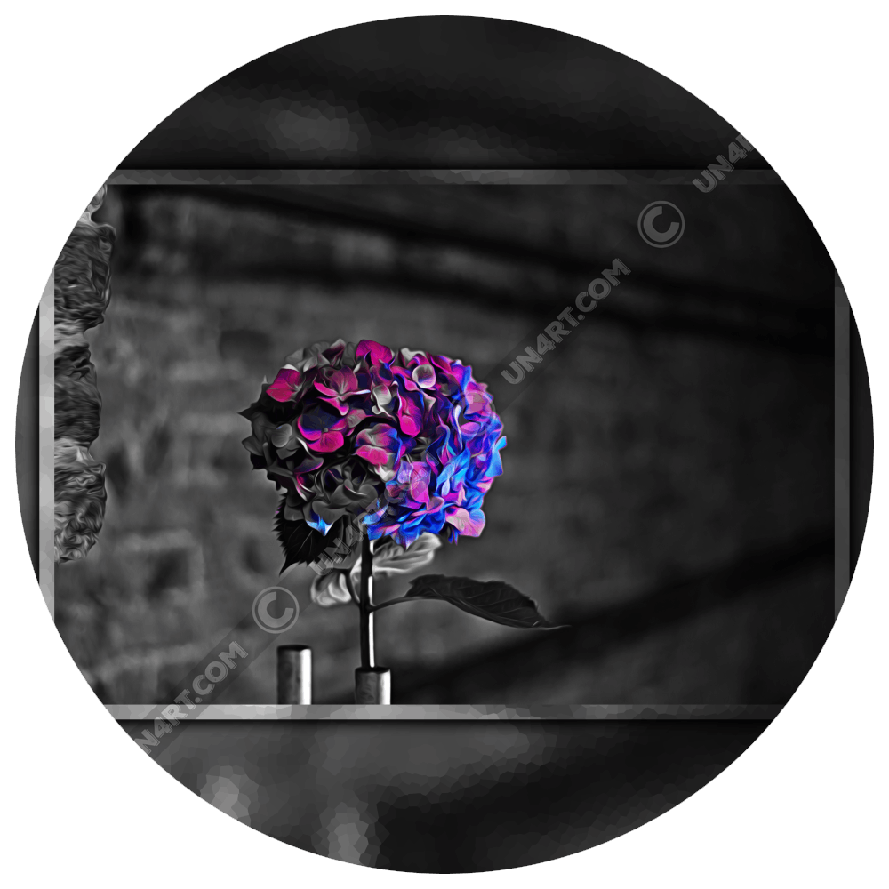 un4rt - gallery title image of gallery "hydr4nge4 hybrid". the edited photographie shows a black and white image with a colored hydrangea. the colors of the blossoms are blue and purple. blurry background.