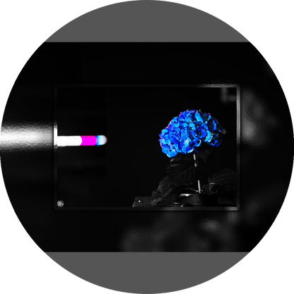 un4rt - the picture shows an edited photo. most of the picture is black and white. the main element is a hydrangea. the flowers of the hydrangea are colored. the colors are blue and purple. the background is very blurred and only dimly visible. the picture was taken at the maze-club in berlin.