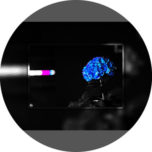 un4rt - the picture shows an edited photo. most of the picture is black and white. the main element is a hydrangea. the flowers of the hydrangea are colored. the colors are blue and purple. the background is very blurred and only dimly visible. the picture was taken at the maze-club in berlin.