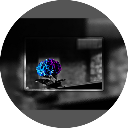 un4rt - the picture shows an edited photo. most of the picture is black and white. the main element is a hydrangea. the flowers of the hydrangea are colored. the colors are blue and purple. the background is very blurred and only dimly visible. the picture was taken at the maze-club in berlin.