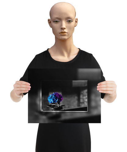 un4rt - the picture shows an edited photo. most of the picture is black and white. the main element is a hydrangea. the flowers of the hydrangea are colored. the colors are blue and purple. the background is very blurred and only dimly visible. the picture was taken at the maze-club in berlin. the picture is presented by a mannequin.