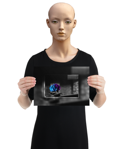 un4rt - the picture shows an edited photo. most of the picture is black and white. the main element is a hydrangea. the flowers of the hydrangea are colored. the colors are blue and purple. the background is very blurred and only dimly visible. the picture was taken at the maze-club in berlin. the picture is presented by a mannequin.