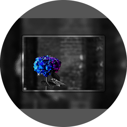 un4rt - the picture shows an edited photo. most of the picture is black and white. the main element is a hydrangea. the flowers of the hydrangea are colored. the colors are blue and purple. the background is very blurred and only dimly visible. the picture was taken at the maze-club in berlin.