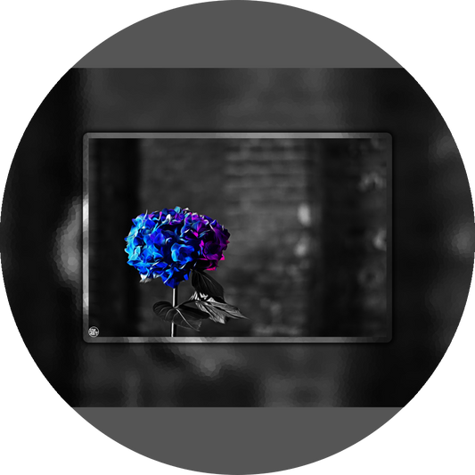 un4rt - the picture shows an edited photo. most of the picture is black and white. the main element is a hydrangea. the flowers of the hydrangea are colored. the colors are blue and purple. the background is very blurred and only dimly visible. the picture was taken at the maze-club in berlin.