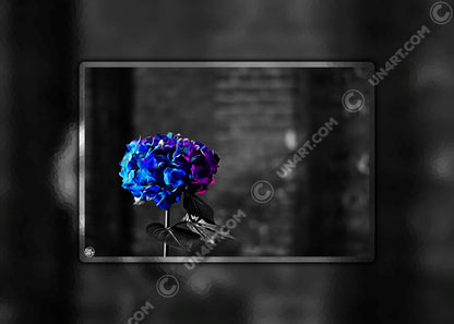 un4rt - the picture shows an edited photo. most of the picture is black and white. the main element is a hydrangea. the flowers of the hydrangea are colored. the colors are blue and purple. the background is very blurred and only dimly visible. the picture was taken at the maze-club in berlin.
