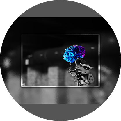 un4rt - the picture shows an edited photo. most of the picture is black and white. the main element is a hydrangea. the flowers of the hydrangea are colored. the colors are blue and purple. the background is very blurred and only dimly visible. the picture was taken at the maze-club in berlin.