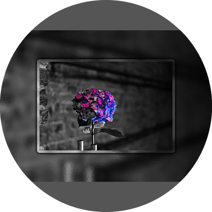 un4rt - the picture shows an edited photo. most of the picture is black and white. the main element is a hydrangea. the flowers of the hydrangea are colored. the colors are blue and purple. the background is very blurred and only dimly visible. the picture was taken at the maze-club in berlin.