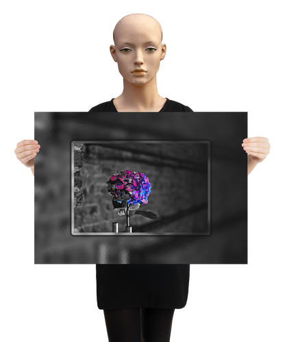 un4rt - the picture shows an edited photo. most of the picture is black and white. the main element is a hydrangea. the flowers of the hydrangea are colored. the colors are blue and purple. the background is very blurred and only dimly visible. the picture was taken at the maze-club in berlin. the picture is presented by a mannequin.