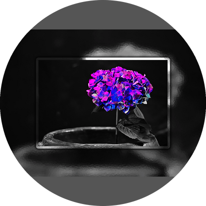 un4rt - the picture shows an edited photo. most of the picture is black and white. the main element is a hydrangea. the flowers of the hydrangea are colored. the colors are blue and purple. the background is very blurred and only dimly visible. the picture was taken at the maze-club in berlin.