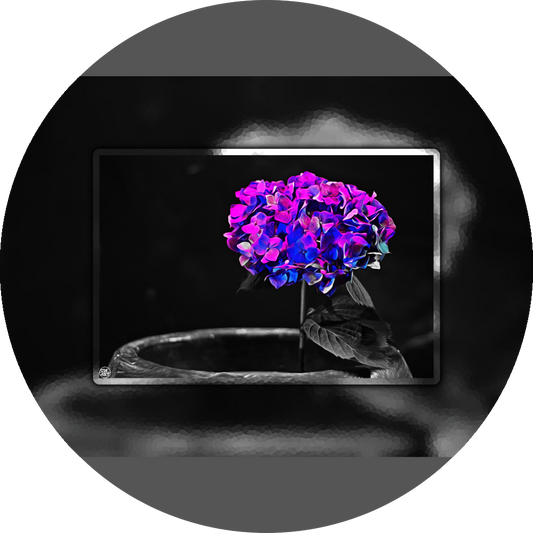 un4rt - the picture shows an edited photo. most of the picture is black and white. the main element is a hydrangea. the flowers of the hydrangea are colored. the colors are blue and purple. the background is very blurred and only dimly visible. the picture was taken at the maze-club in berlin.