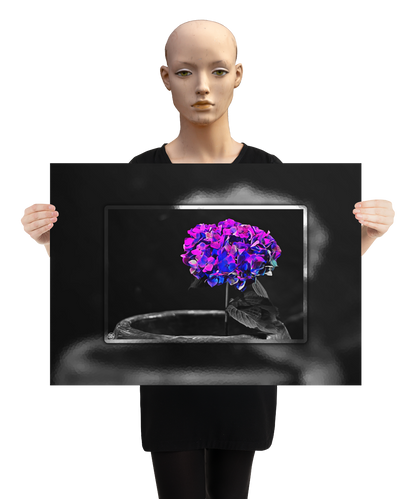 un4rt - the picture shows an edited photo. most of the picture is black and white. the main element is a hydrangea. the flowers of the hydrangea are colored. the colors are blue and purple. the background is very blurred and only dimly visible. the picture was taken at the maze-club in berlin. the picture is presented by a mannequin.
