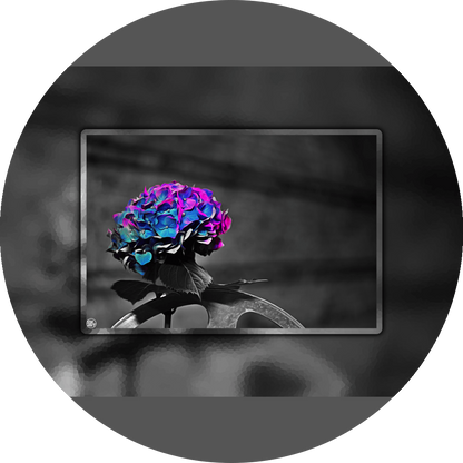un4rt - the picture shows an edited photo. most of the picture is black and white. the main element is a hydrangea. the flowers of the hydrangea are colored. the colors are blue and purple. the background is very blurred and only dimly visible. the picture was taken at the maze-club in berlin.