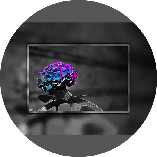 un4rt - the picture shows an edited photo. most of the picture is black and white. the main element is a hydrangea. the flowers of the hydrangea are colored. the colors are blue and purple. the background is very blurred and only dimly visible. the picture was taken at the maze-club in berlin.