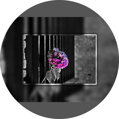 un4rt - the picture shows an edited photo. most of the picture is black and white. the main element is a hydrangea. the flowers of the hydrangea are colored. the colors are blue and purple. the background is very blurred and only dimly visible. the picture was taken at the maze-club in berlin.