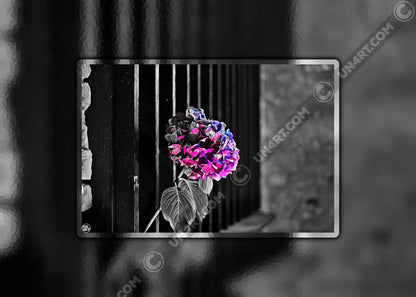 un4rt - the picture shows an edited photo. most of the picture is black and white. the main element is a hydrangea. the flowers of the hydrangea are colored. the colors are blue and purple. the background is very blurred and only dimly visible. the picture was taken at the maze-club in berlin.