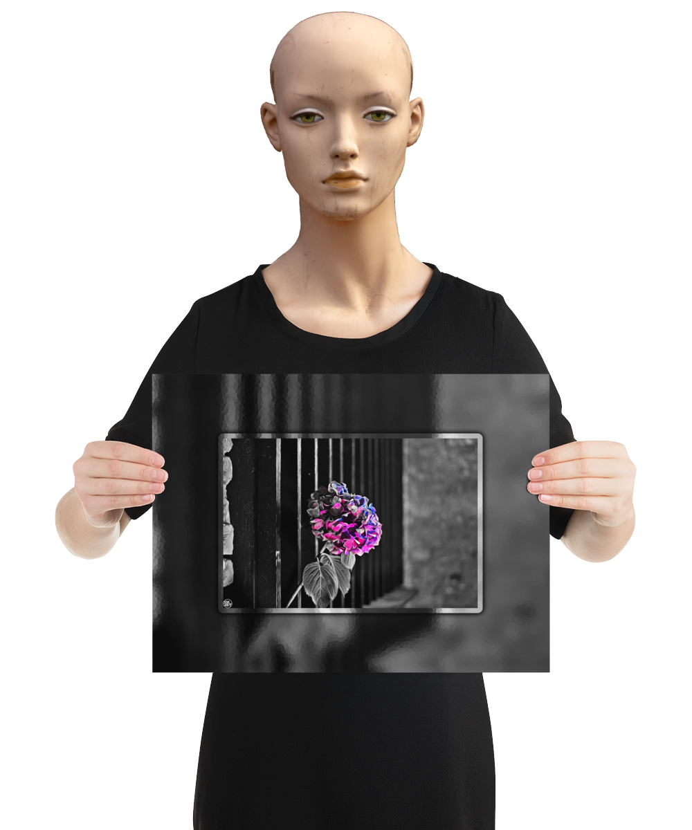 un4rt - the picture shows an edited photo. most of the picture is black and white. the main element is a hydrangea. the flowers of the hydrangea are colored. the colors are blue and purple. the background is very blurred and only dimly visible. the picture was taken at the maze-club in berlin. the picture is presented by a mannequin.