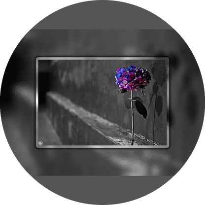 un4rt - the picture shows an edited photo. most of the picture is black and white. the main element is a hydrangea. the flowers of the hydrangea are colored. the colors are blue and purple. the background is very blurred and only dimly visible. the picture was taken at the maze-club in berlin.