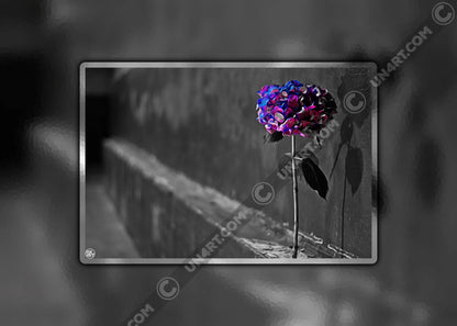 un4rt - the picture shows an edited photo. most of the picture is black and white. the main element is a hydrangea. the flowers of the hydrangea are colored. the colors are blue and purple. the background is very blurred and only dimly visible. the picture was taken at the maze-club in berlin.