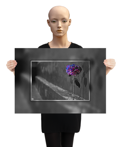 un4rt - the picture shows an edited photo. most of the picture is black and white. the main element is a hydrangea. the flowers of the hydrangea are colored. the colors are blue and purple. the background is very blurred and only dimly visible. the picture was taken at the maze-club in berlin. the picture is presented by a mannequin.