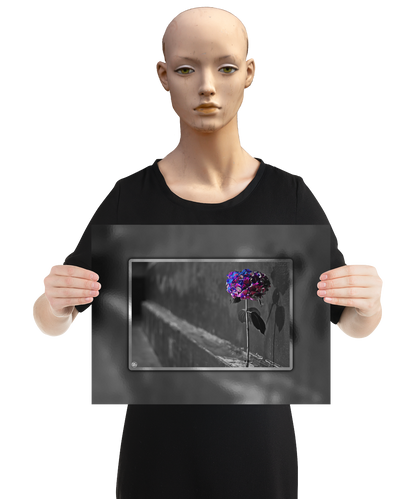 un4rt - the picture shows an edited photo. most of the picture is black and white. the main element is a hydrangea. the flowers of the hydrangea are colored. the colors are blue and purple. the background is very blurred and only dimly visible. the picture was taken at the maze-club in berlin. the picture is presented by a mannequin.