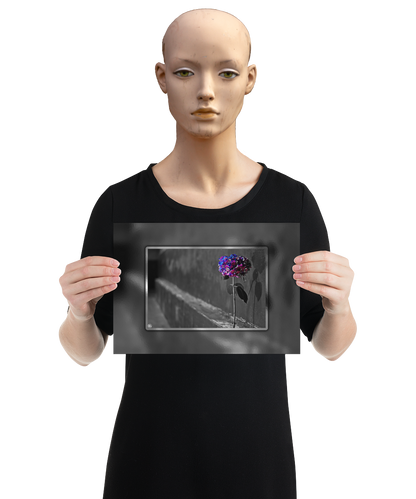 un4rt - the picture shows an edited photo. most of the picture is black and white. the main element is a hydrangea. the flowers of the hydrangea are colored. the colors are blue and purple. the background is very blurred and only dimly visible. the picture was taken at the maze-club in berlin. the picture is presented by a mannequin.