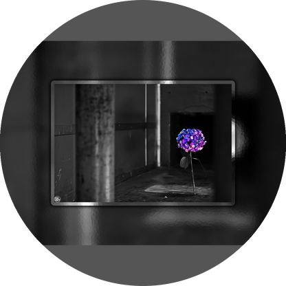 un4rt - the picture shows an edited photo. most of the picture is black and white. the main element is a hydrangea. the flowers of the hydrangea are colored. the colors are blue and purple. the background is very blurred and only dimly visible. the picture was taken at the maze-club in berlin.