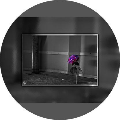 un4rt - the picture shows an edited photo. most of the picture is black and white. the main element is a hydrangea. the flowers of the hydrangea are colored. the colors are blue and purple. the background is very blurred and only dimly visible. the picture was taken at the maze-club in berlin.