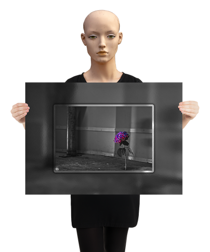 un4rt - the picture shows an edited photo. most of the picture is black and white. the main element is a hydrangea. the flowers of the hydrangea are colored. the colors are blue and purple. the background is very blurred and only dimly visible. the picture was taken at the maze-club in berlin. the picture is presented by a mannequin.