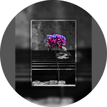 un4rt - the picture shows an edited photo. most of the picture is black and white. the main element is a hydrangea. the flowers of the hydrangea are colored. the colors are blue and purple. the background is very blurred and only dimly visible. the picture was taken at the maze-club in berlin.