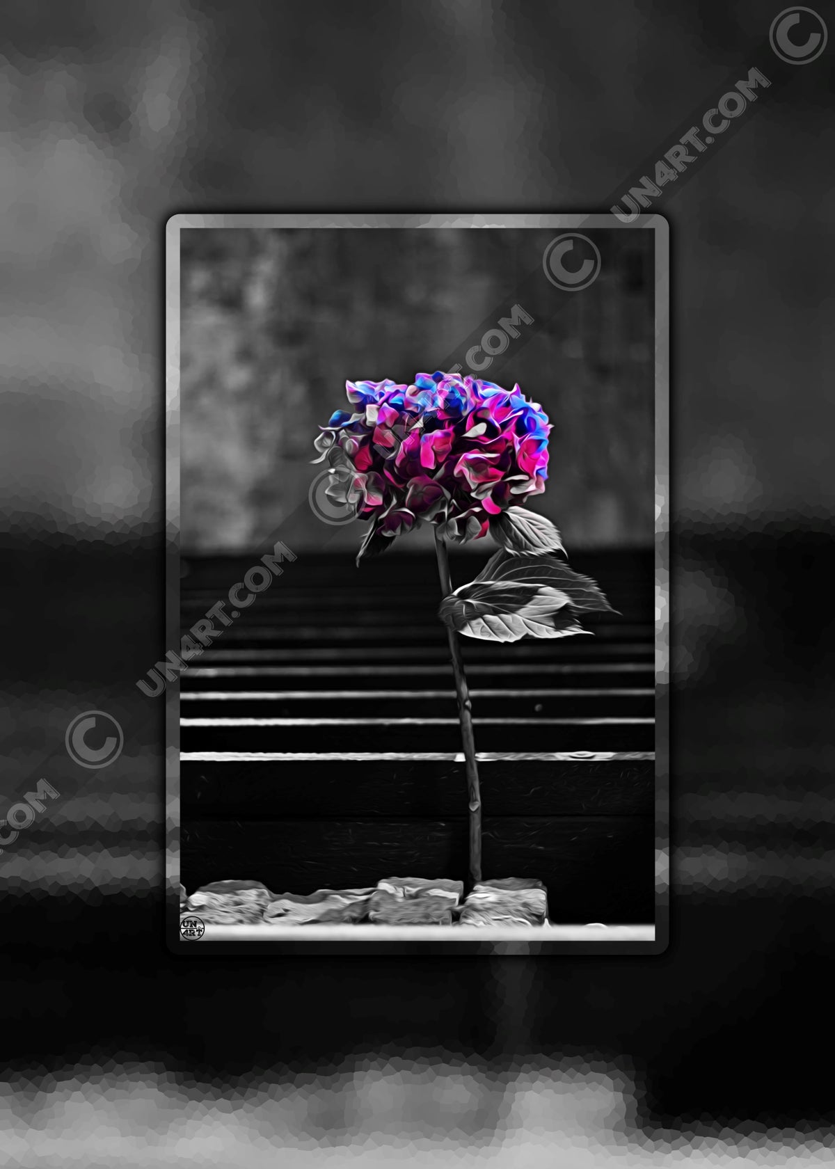 un4rt - the picture shows an edited photo. most of the picture is black and white. the main element is a hydrangea. the flowers of the hydrangea are colored. the colors are blue and purple. the background is very blurred and only dimly visible. the picture was taken at the maze-club in berlin.