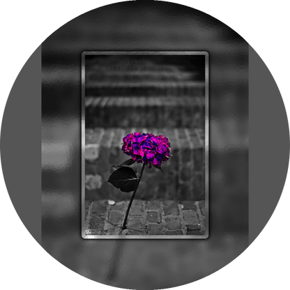 un4rt - the picture shows an edited photo. most of the picture is black and white. the main element is a hydrangea. the flowers of the hydrangea are colored. the colors are blue and purple. the background is very blurred and only dimly visible. the picture was taken at the maze-club in berlin.