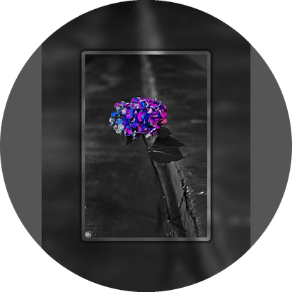 un4rt - the picture shows an edited photo. most of the picture is black and white. the main element is a hydrangea. the flowers of the hydrangea are colored. the colors are blue and purple. the background is very blurred and only dimly visible. the picture was taken at the maze-club in berlin.