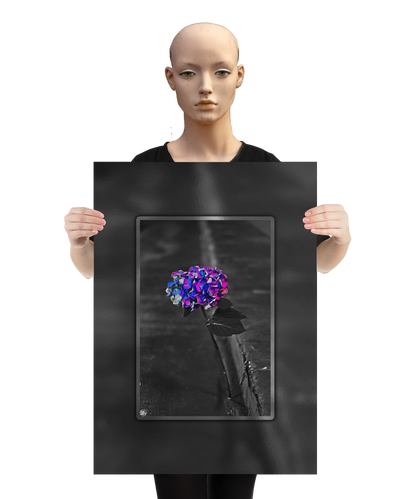 un4rt - the picture shows an edited photo. most of the picture is black and white. the main element is a hydrangea. the flowers of the hydrangea are colored. the colors are blue and purple. the background is very blurred and only dimly visible. the picture was taken at the maze-club in berlin. the picture is presented by a mannequin.