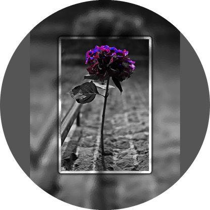 un4rt - the picture shows an edited photo. most of the picture is black and white. the main element is a hydrangea. the flowers of the hydrangea are colored. the colors are blue and purple. the background is very blurred and only dimly visible. the picture was taken at the maze-club in berlin.