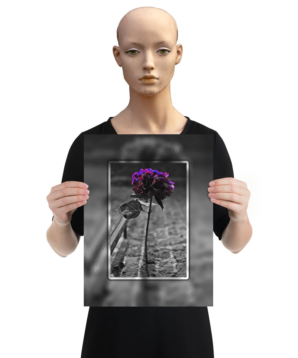 un4rt - the picture shows an edited photo. most of the picture is black and white. the main element is a hydrangea. the flowers of the hydrangea are colored. the colors are blue and purple. the background is very blurred and only dimly visible. the picture was taken at the maze-club in berlin. the picture is presented by a mannequin.