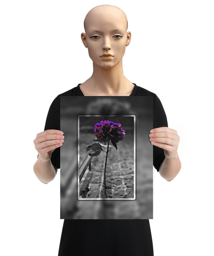 un4rt - the picture shows an edited photo. most of the picture is black and white. the main element is a hydrangea. the flowers of the hydrangea are colored. the colors are blue and purple. the background is very blurred and only dimly visible. the picture was taken at the maze-club in berlin. the picture is presented by a mannequin.