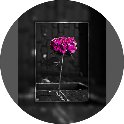 un4rt - the picture shows an edited photo. most of the picture is black and white. the main element is a hydrangea. the flowers of the hydrangea are colored. the colors are blue and purple. the background is very blurred and only dimly visible. the picture was taken at the maze-club in berlin.
