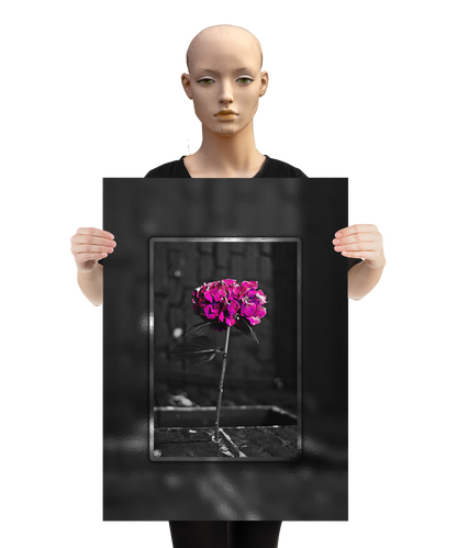 un4rt - the picture shows an edited photo. most of the picture is black and white. the main element is a hydrangea. the flowers of the hydrangea are colored. the colors are blue and purple. the background is very blurred and only dimly visible. the picture was taken at the maze-club in berlin. the picture is presented by a mannequin.