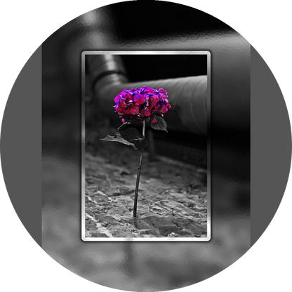 un4rt - the picture shows an edited photo. most of the picture is black and white. the main element is a hydrangea. the flowers of the hydrangea are colored. the colors are blue and purple. the background is very blurred and only dimly visible. the picture was taken at the maze-club in berlin.