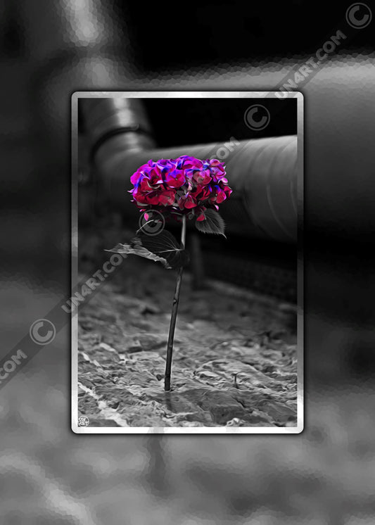 un4rt - the picture shows an edited photo. most of the picture is black and white. the main element is a hydrangea. the flowers of the hydrangea are colored. the colors are blue and purple. the background is very blurred and only dimly visible. the picture was taken at the maze-club in berlin.
