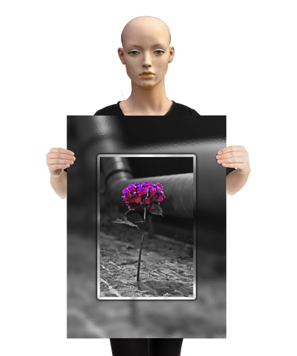 un4rt - the picture shows an edited photo. most of the picture is black and white. the main element is a hydrangea. the flowers of the hydrangea are colored. the colors are blue and purple. the background is very blurred and only dimly visible. the picture was taken at the maze-club in berlin. the picture is presented by a mannequin.