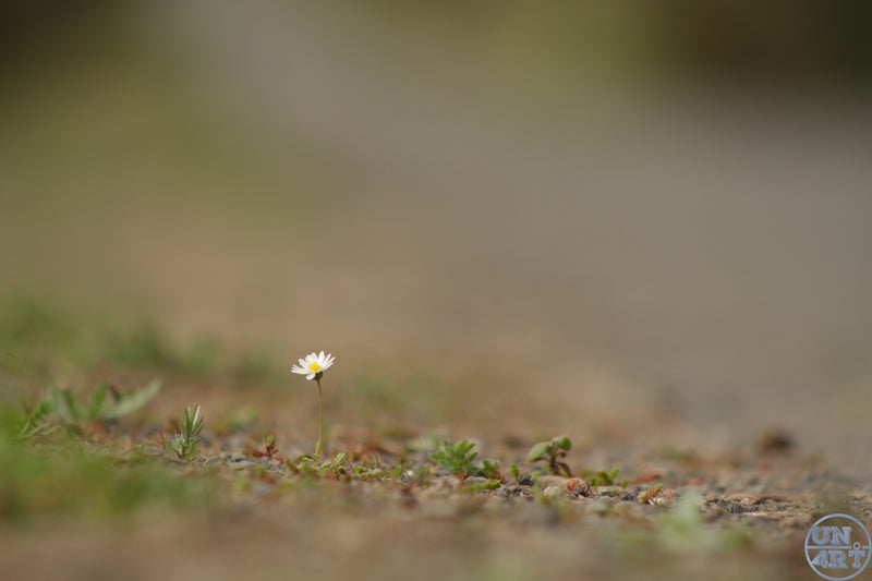 UN4RT imaginarium – single white daisy growing from dry gravel ground, extreme close-up macro photography, minimalist nature art.
