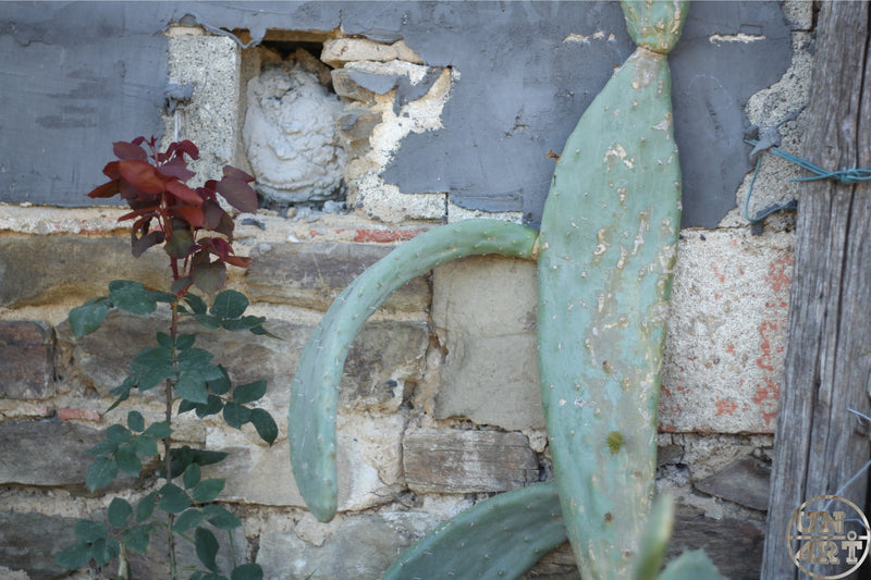 UN4RT imaginarium – prickly pear cactus pad and red rose growing against a crumbling weathered stone wall, dark urban nature photography.