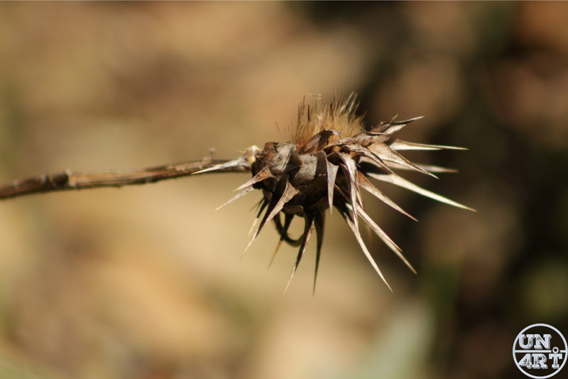 UN4RT imaginarium – close-up of a dried spiky thistle seed head on a bare stem against a blurred warm brown background, dark macro nature photography.