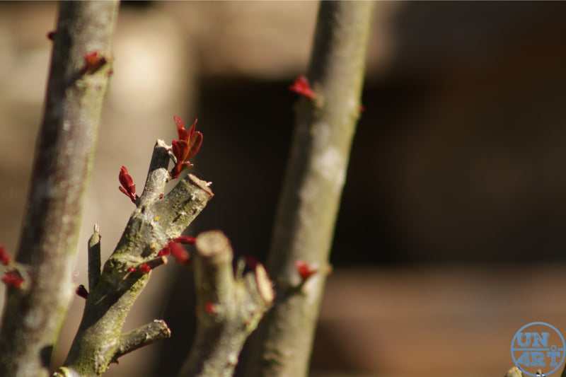 UN4RT imaginarium – bare tree branches with small red spring buds emerging against a blurred warm brown background, dark minimalist nature macro photography.