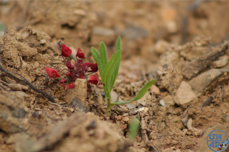 UN4RT imaginarium – tiny red flowering plant sprouting defiantly from dry cracked gravel and rocky soil, dark resilience macro nature photography.