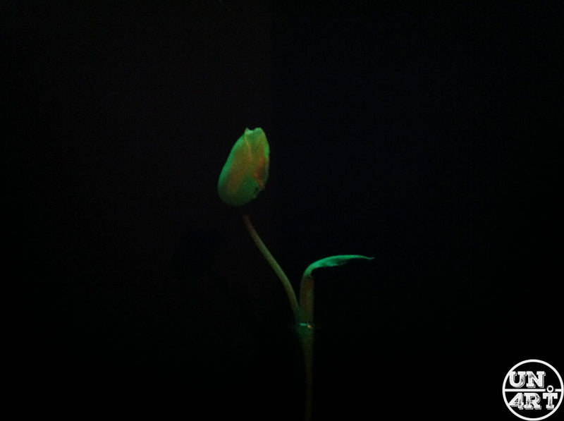UN4RT imaginarium – single tulip bud on a slender stem with one leaf glowing softly against a deep black background, dark minimalist botanical fine art photography.