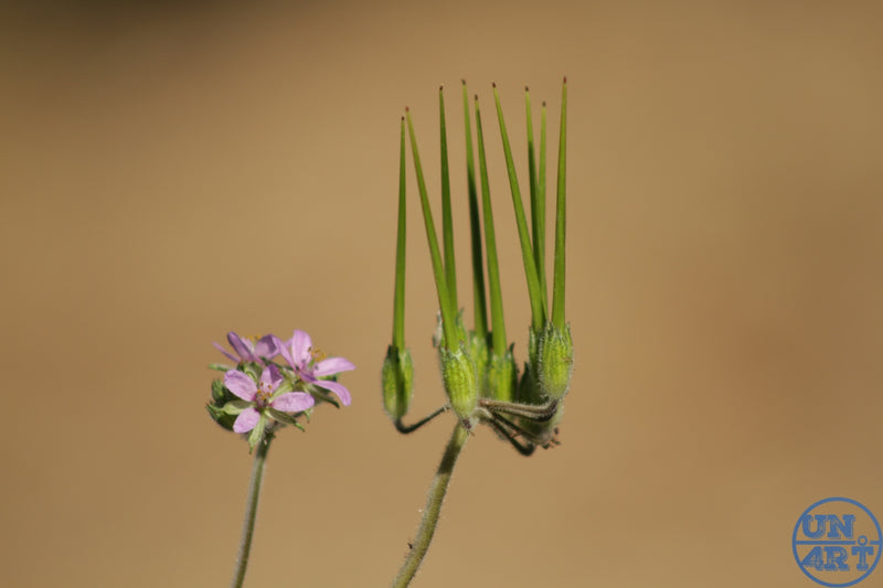 UN4RT imaginarium – tiny pale pink wildflower beside a spiky green seed pod on slender stems against a warm soft beige blurred background, dark minimalist botanical macro nature photography.